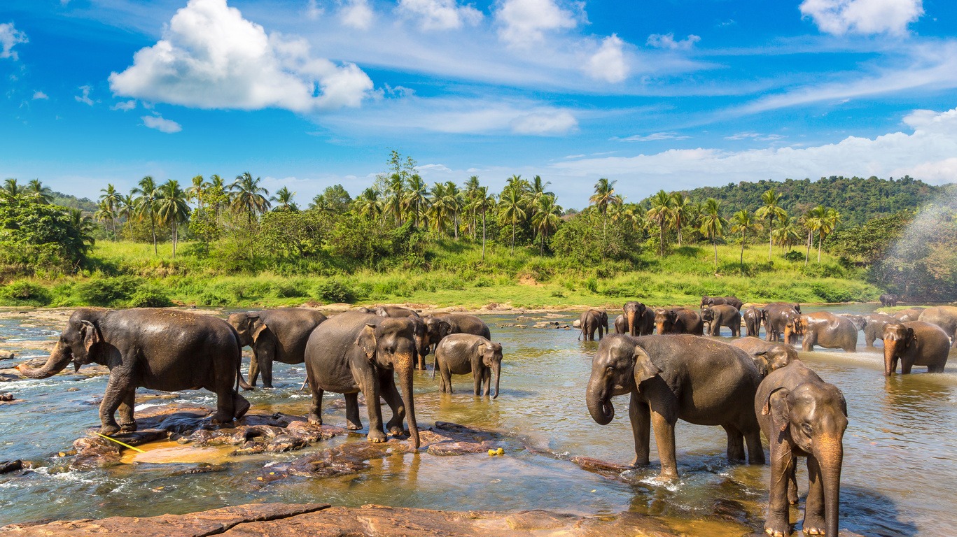 Voyage de noces au Sri Lanka