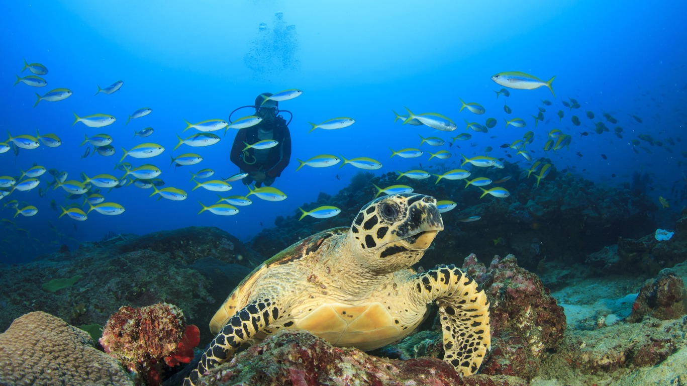 Voyage plongée sous-marine en Australie