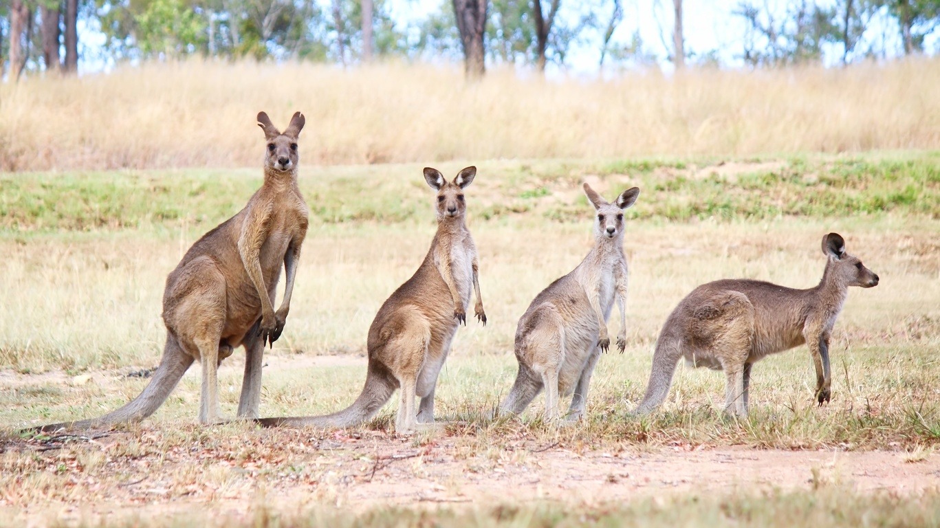 Circuits avec guide en Australie