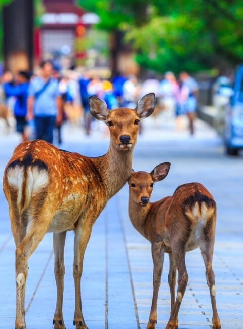 Nara