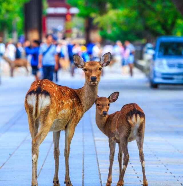 Nara