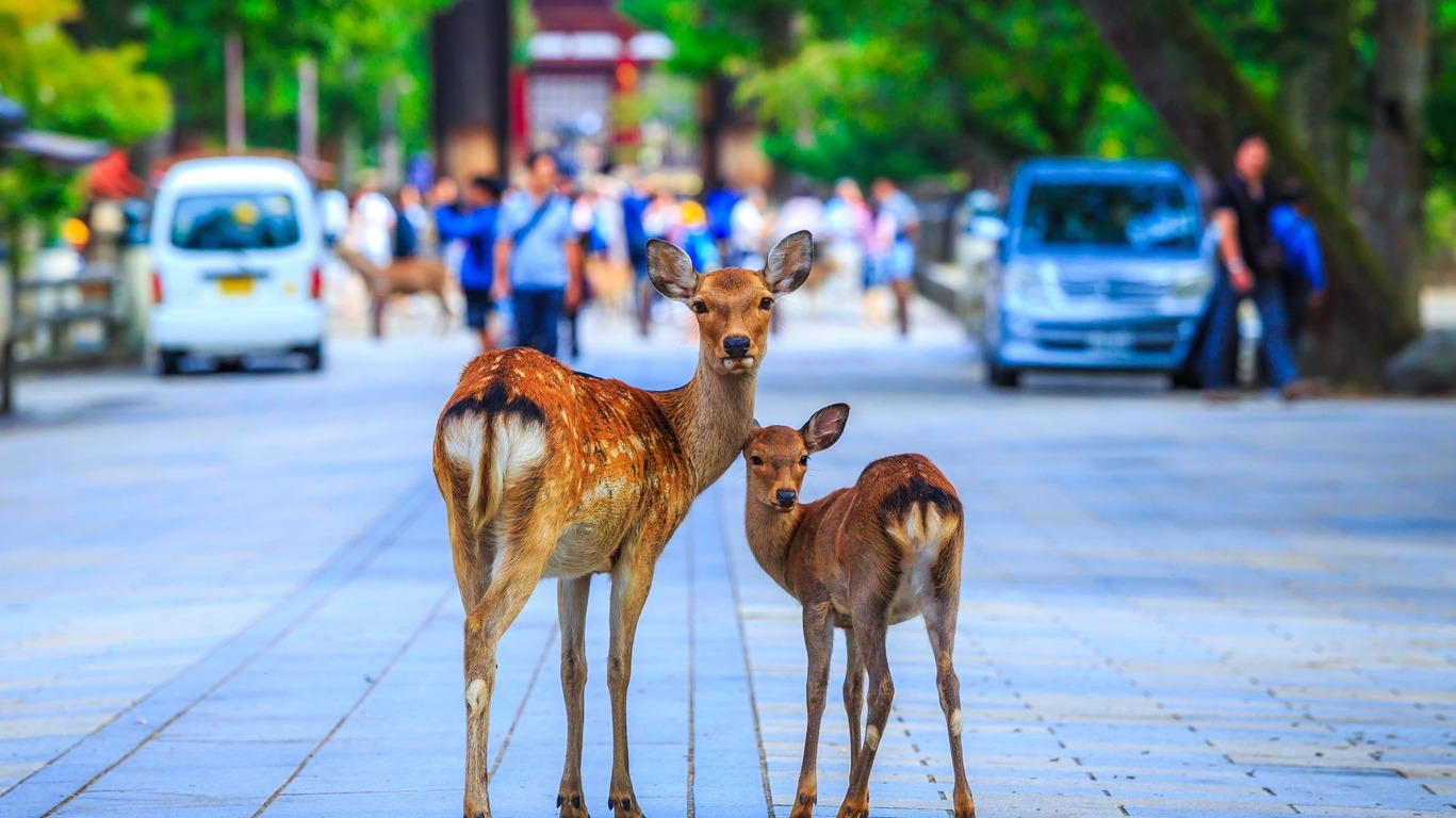 Voyage à Nara