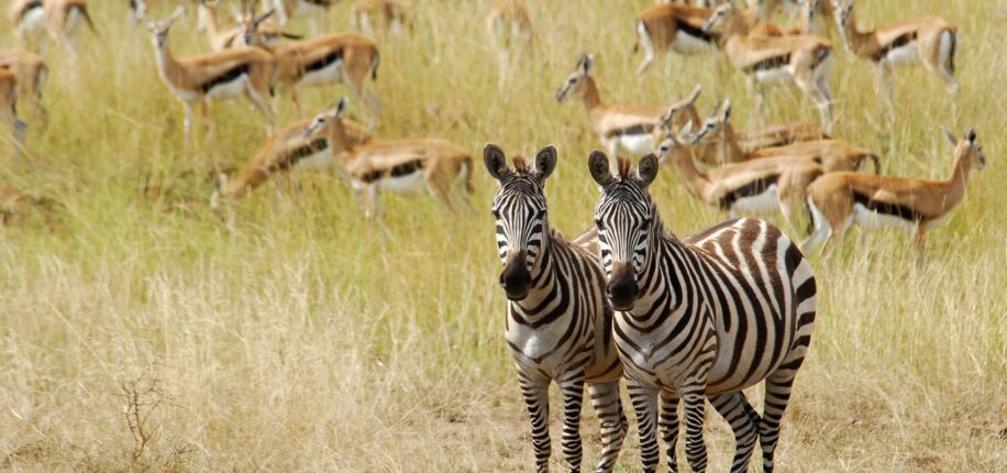 Réserve du Masai-Mara