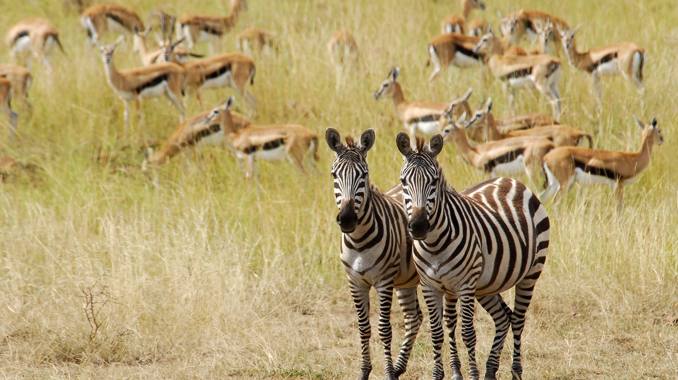 Voyages dans la réserve du Masai Mara