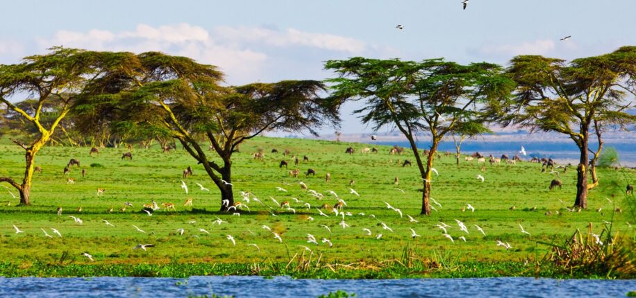 Lac Naivasha