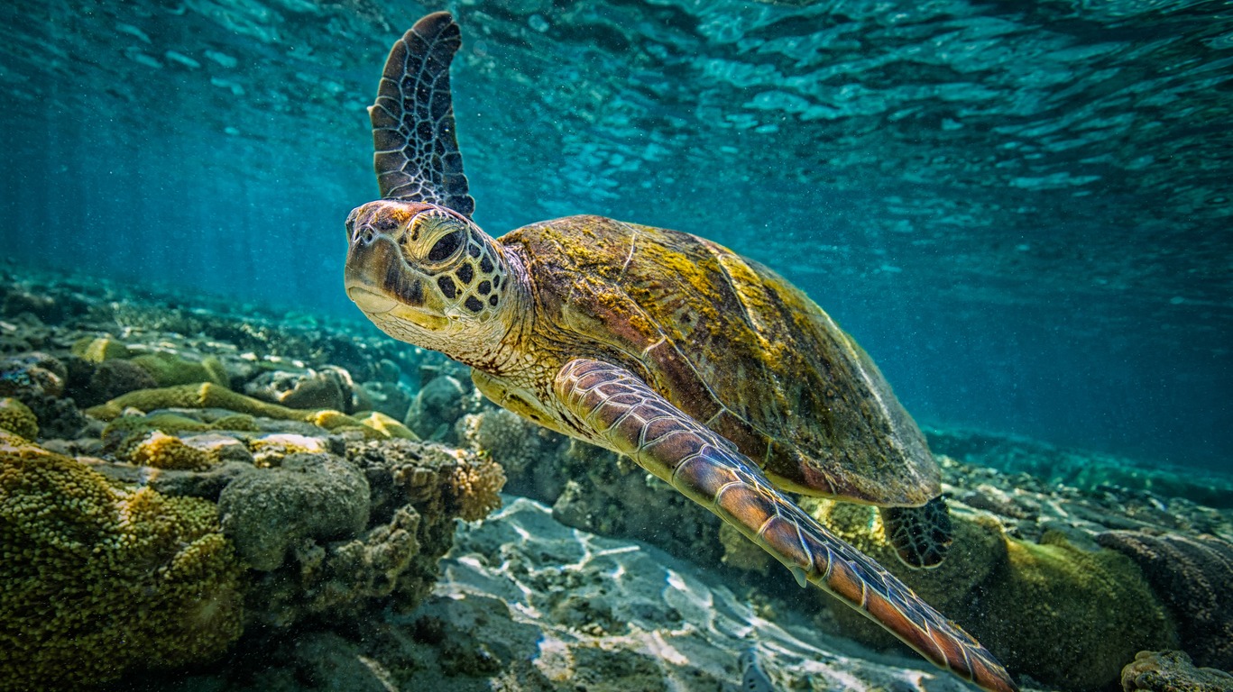 Voyage dans la Grande Barrière de Corail