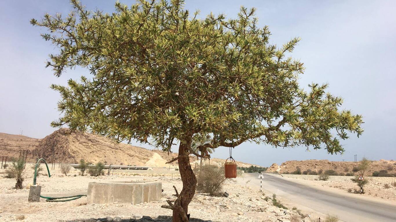 Voyage en autotour à Oman