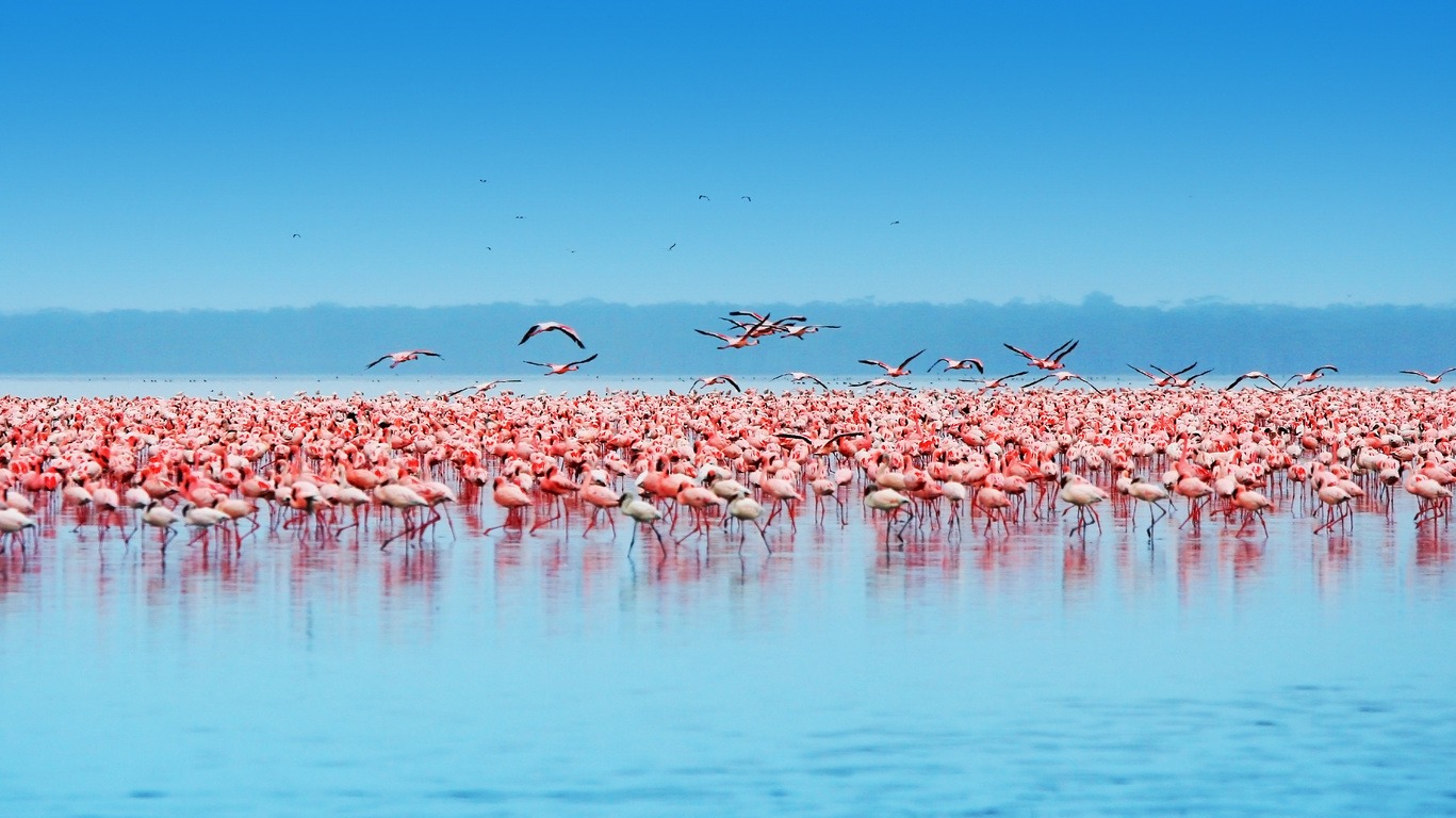 Voyage au lac Nakuru