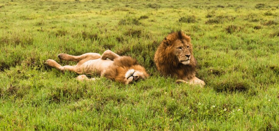 Parc d’Amboseli