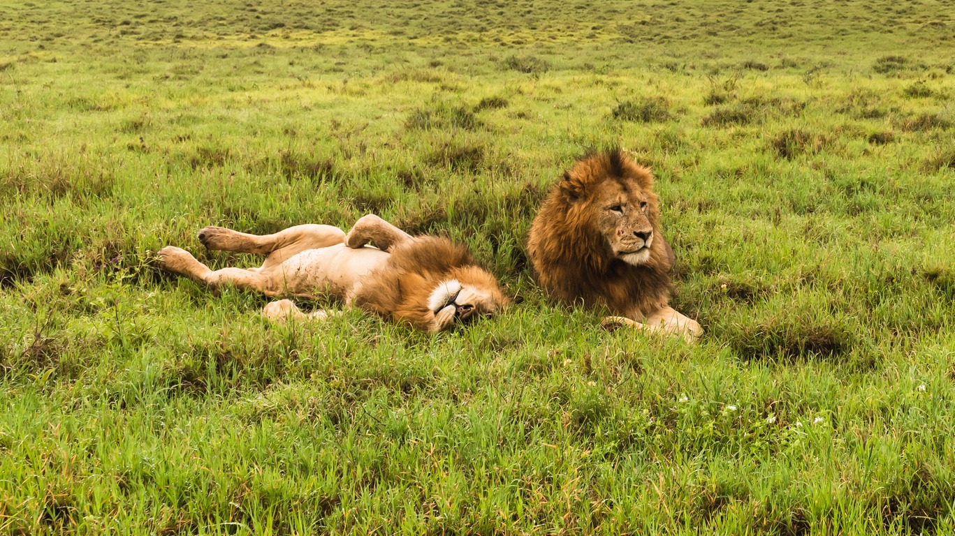 Voyage au Parc d'Amboseli