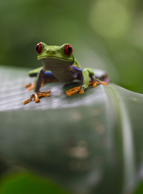 Costa Rica