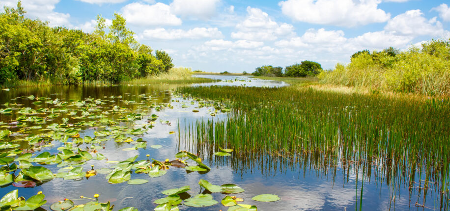 Parc National des Everglades