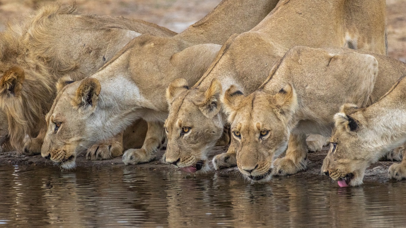 Voyage dans la réserve de Savuti 