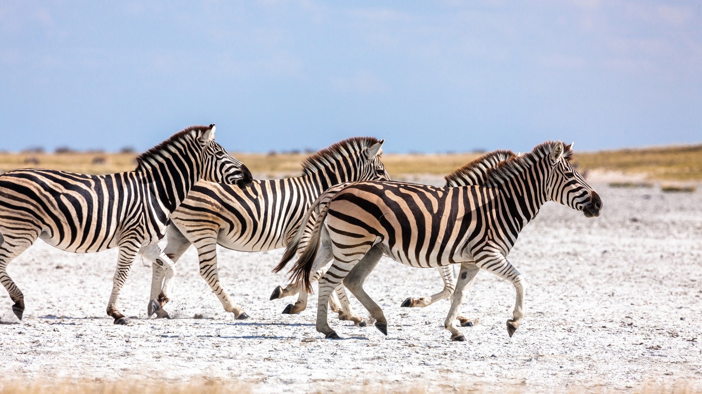 Voyage dans le Pan de Makgadikgadi