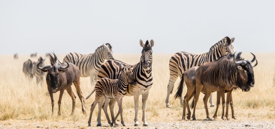 Parc d’Etosha