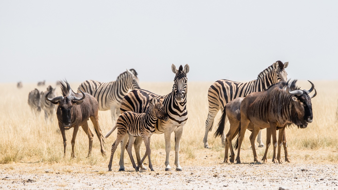 Voyage dans le parc d'Etosha