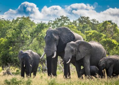 La traversée de l’Afrique en train