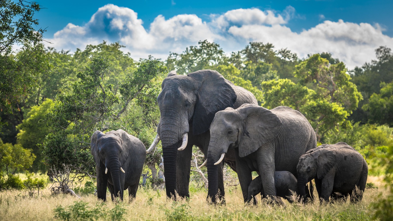 Safari en Afrique