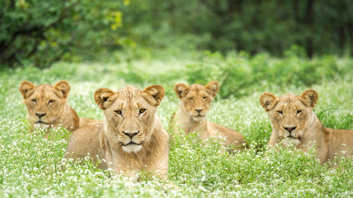 Circuits Safaris Accompagnés en Afrique du Sud