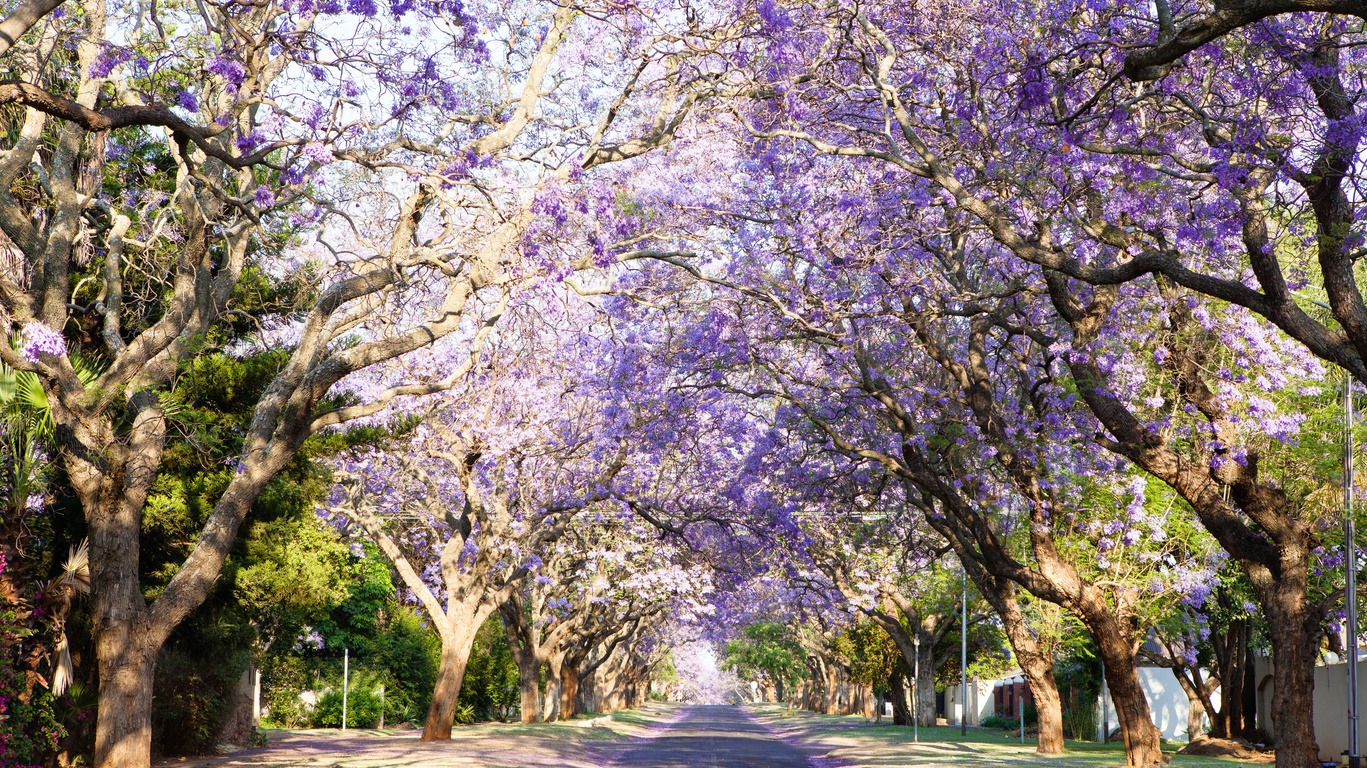 Voyage à Pretoria