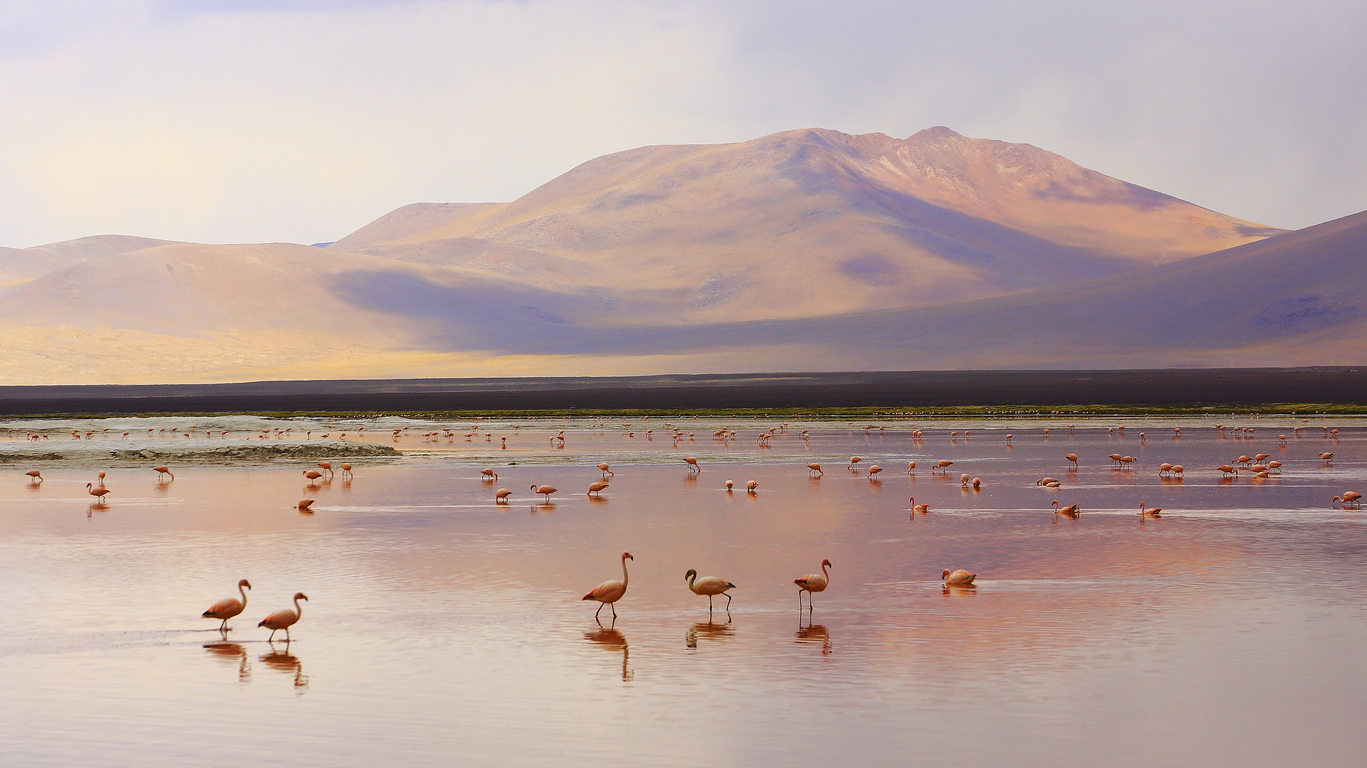 Voyage dans le Lipez bolivien