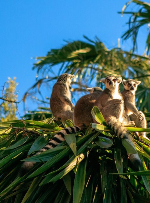 Ouest de Madagascar