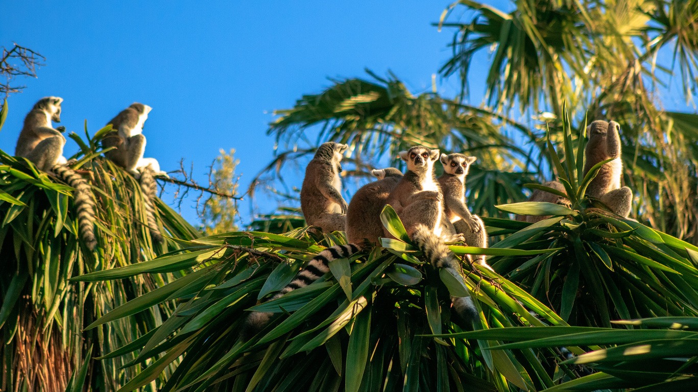 Voyage dans l'Ouest de Madagascar