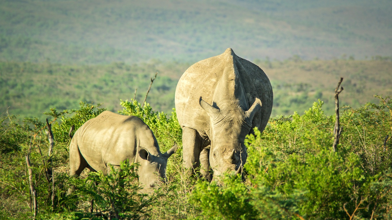 Voyage à Hluhluwe