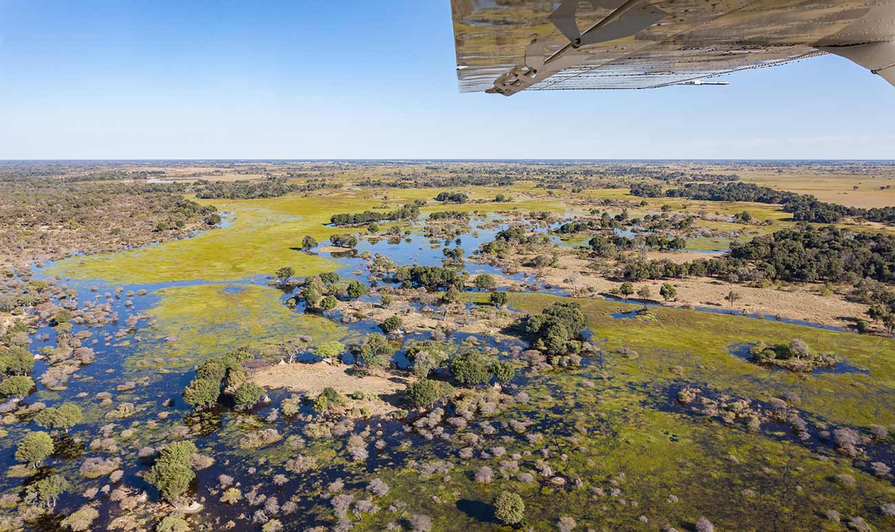 Safari à Maun