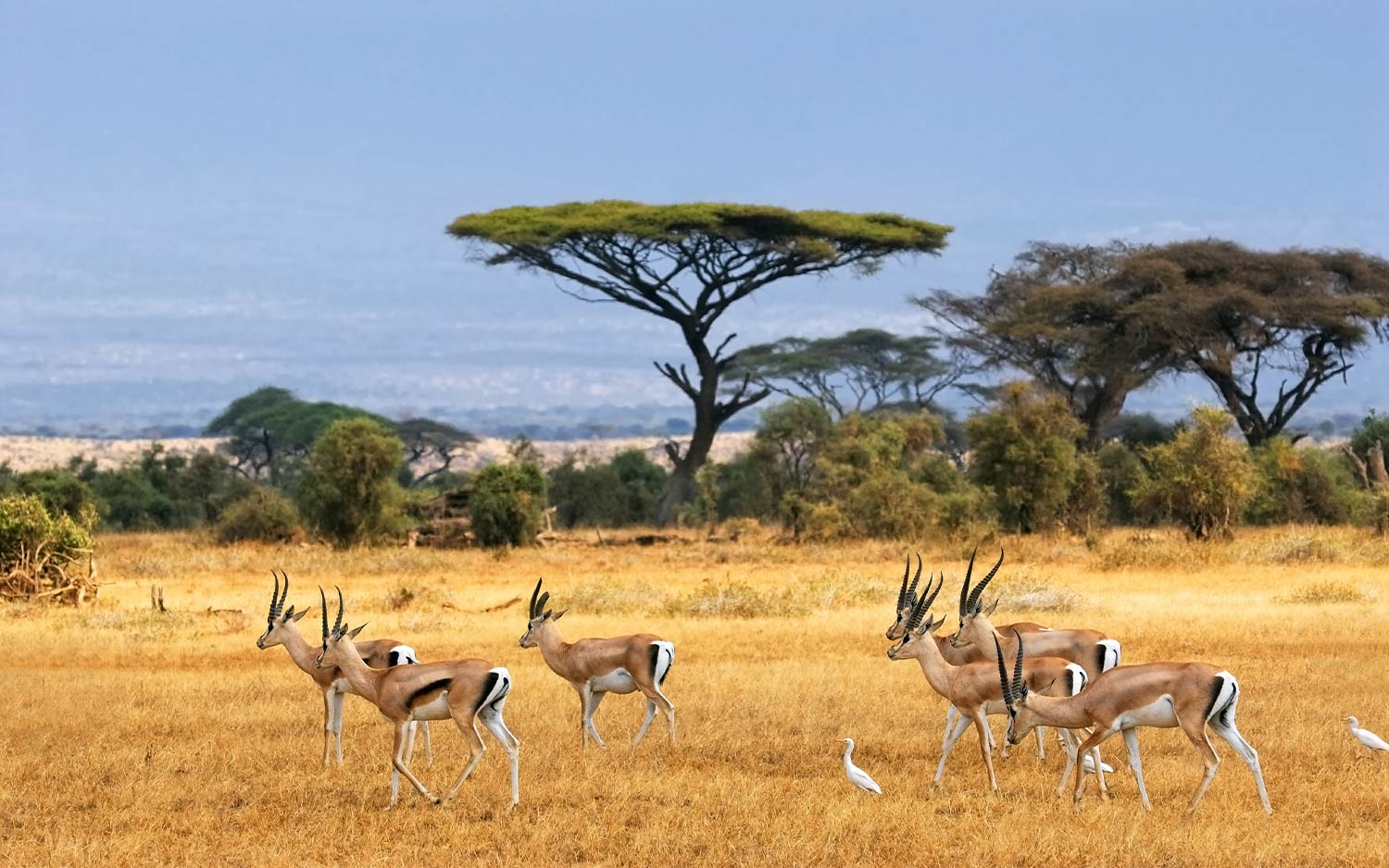 Afrique du Sud