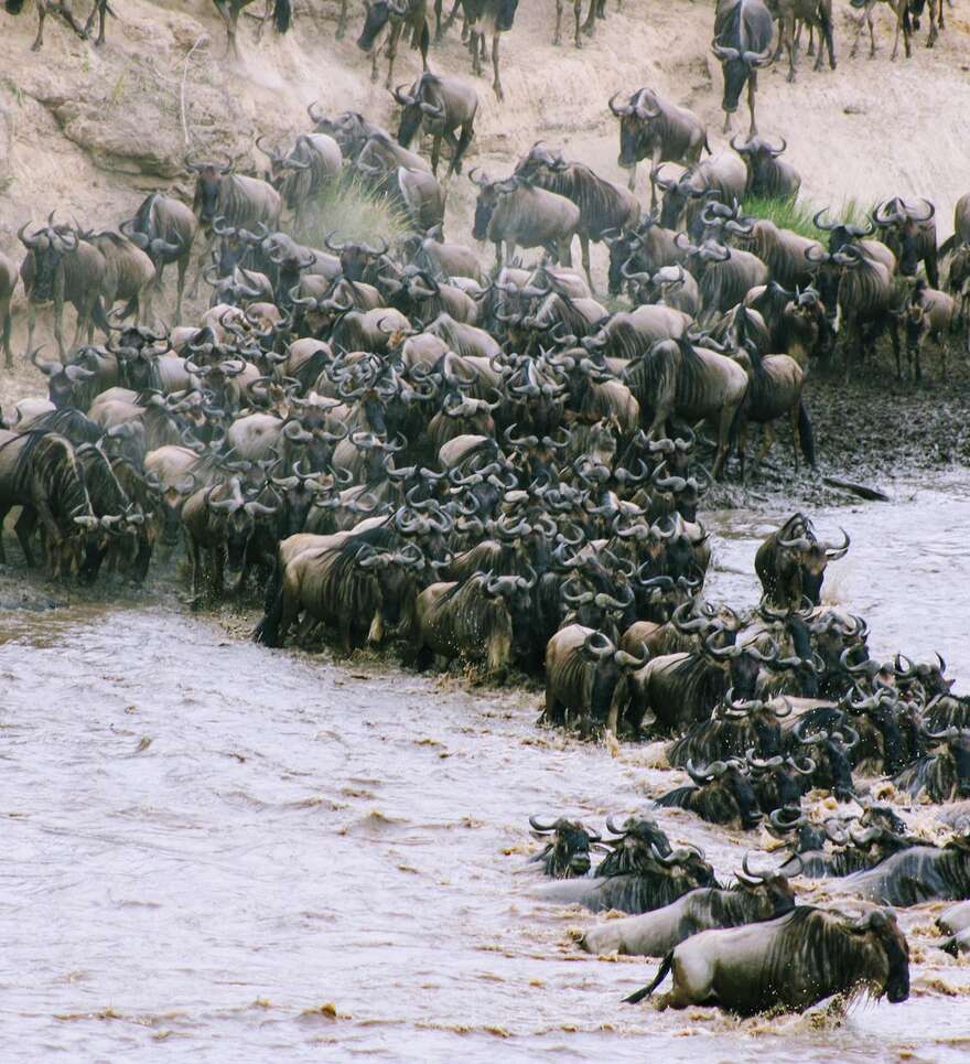 La plus grande migration d'animaux au monde