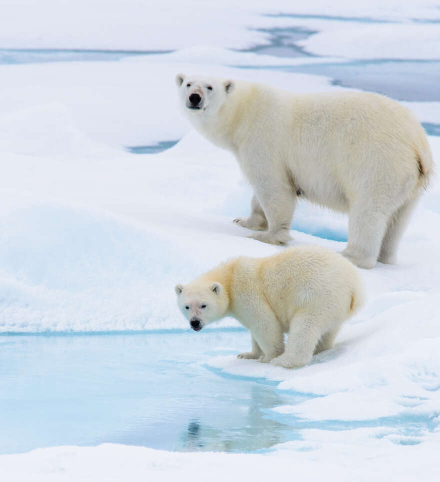 Une faune à découvrir bien au-delà du safari classique