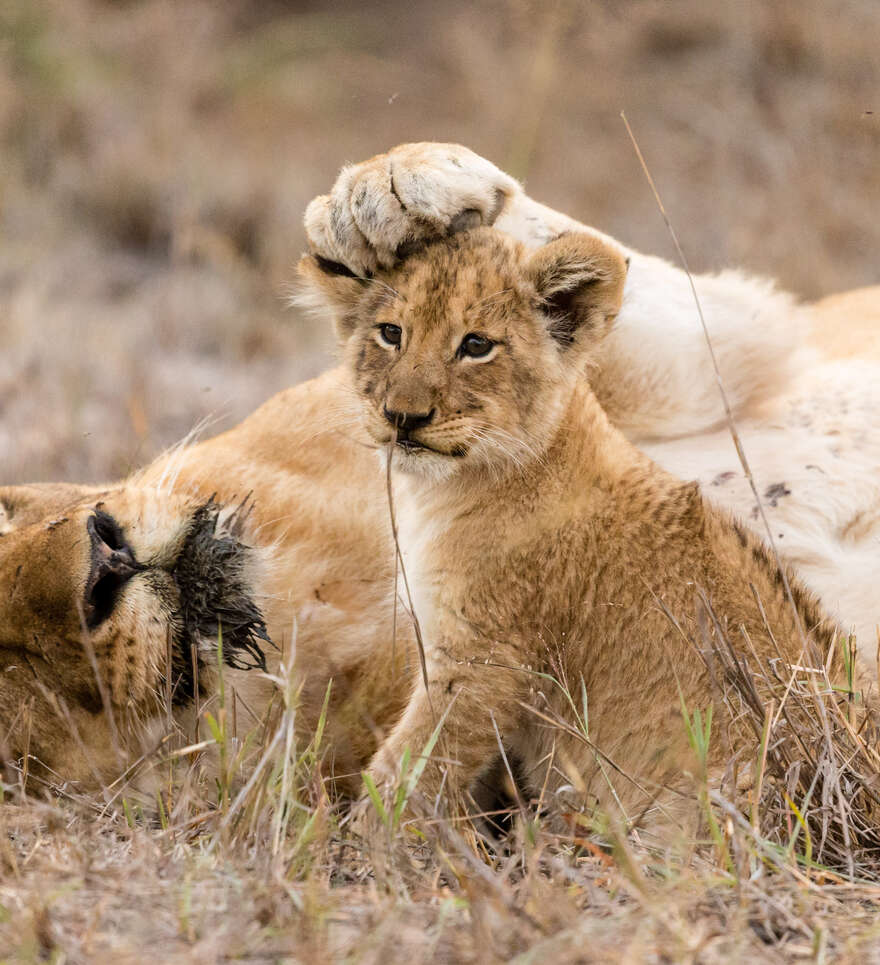 La savane vous attend 