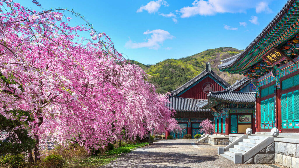 Circuit privé en Corée durant la période des cerisiers en fleurs