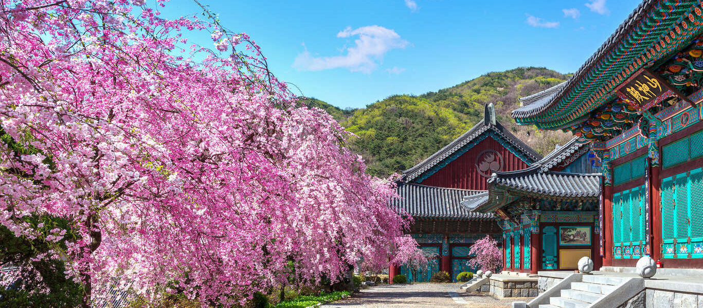 Circuit privé en Corée durant la période des cerisiers en fleurs