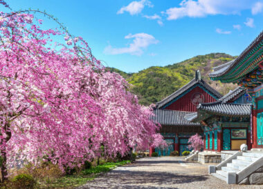 La Corée du Sud au printemps : les cerisiers en fleurs