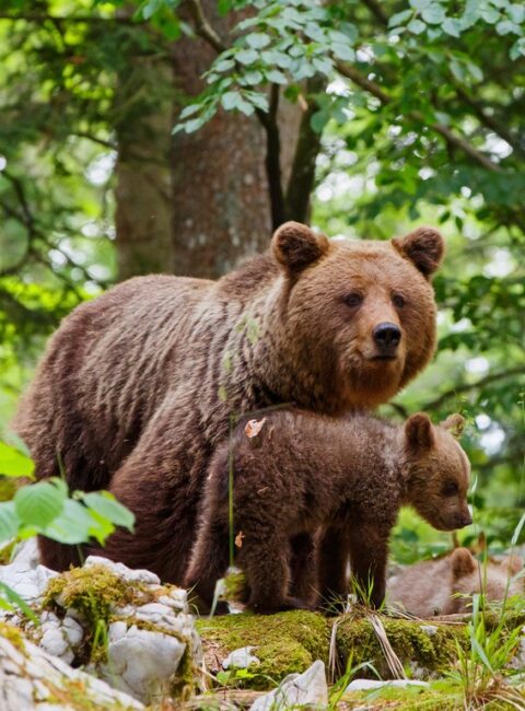 La Slovénie magique : ours, nature et aventures en famille !