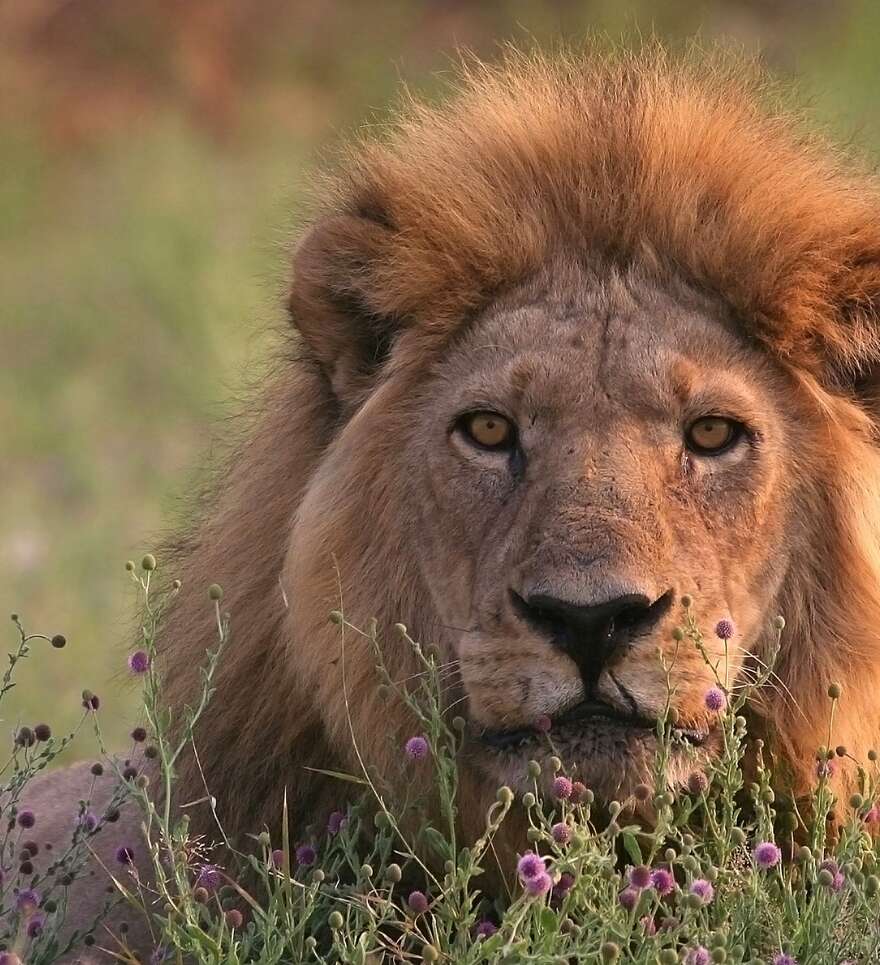Des destinations sélectionnées pour leur richesse animale