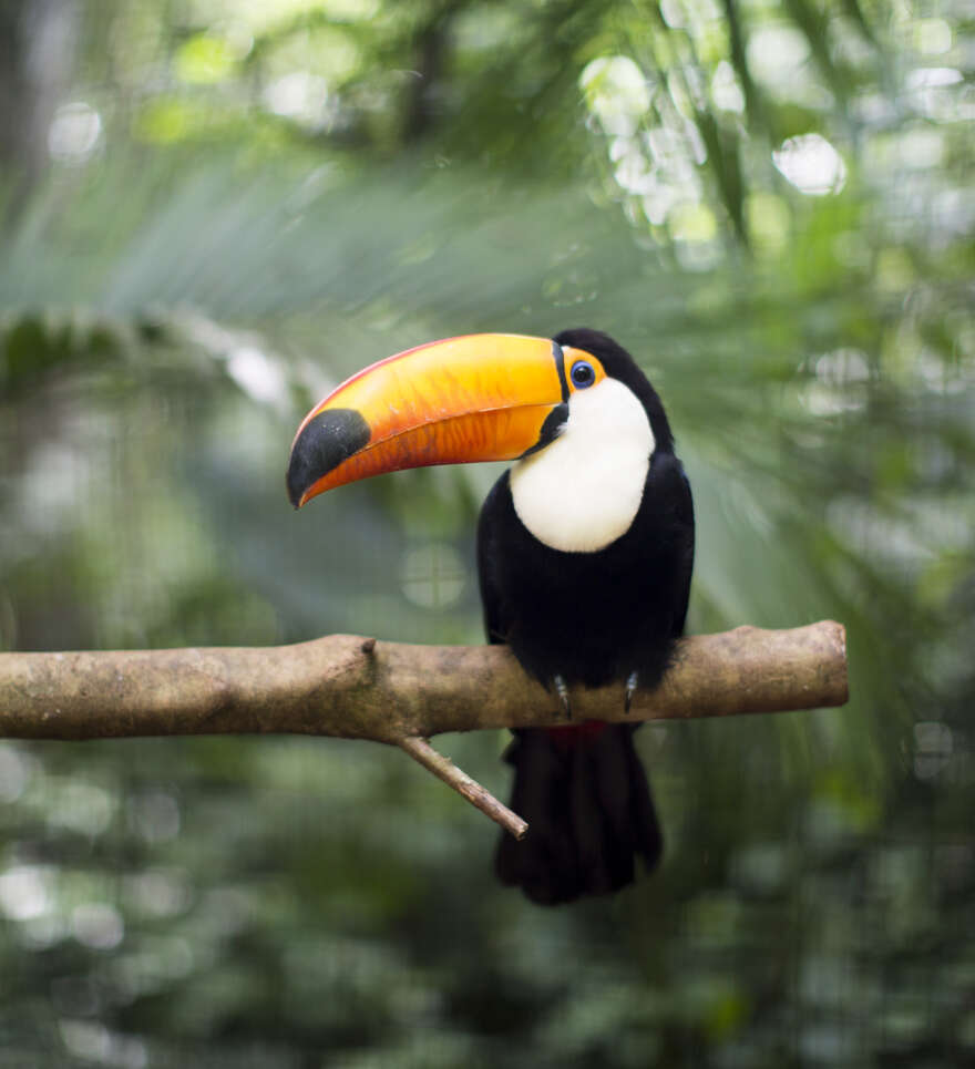 Découvrir les oiseaux au Costa Rica
