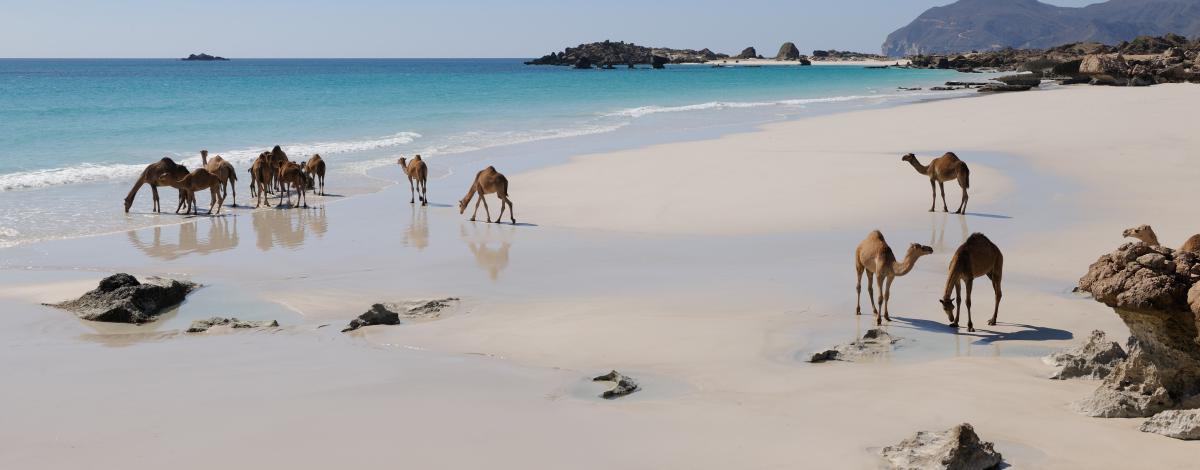 Voyage itinérant dans le Sultanat d’Oman et plages de Salalah – en hôtels de luxe