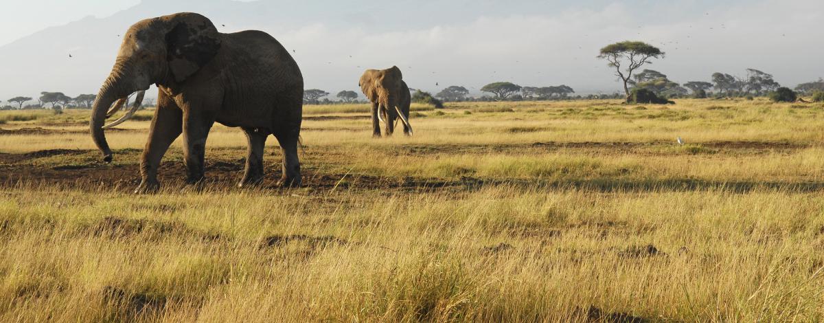 Safari dans les 4 grands parcs du Kenya et Océan Indien