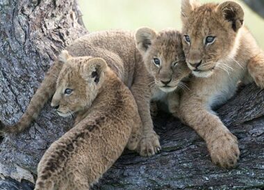 100% Safari au Kenya