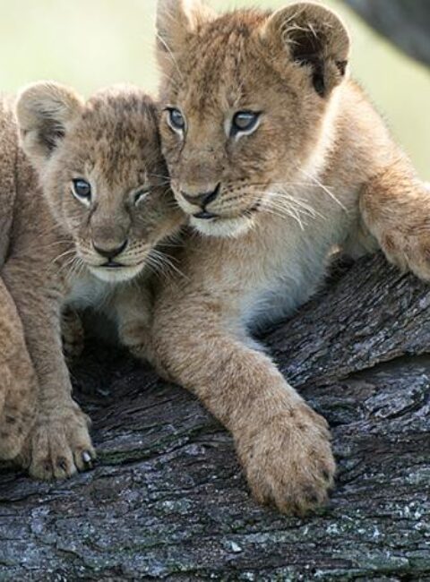 100% Safari au Kenya