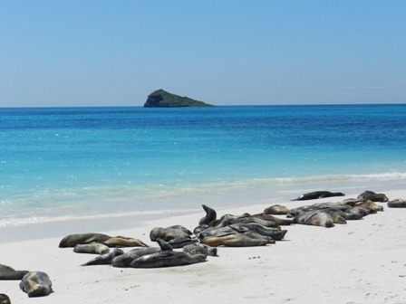 Au coeur de la biodiversité équatorienne : les Galapagos et le Mashpi Lodge