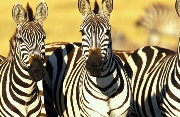 Safari privatif jusqu’aux plages de Diani Beach