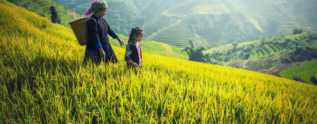 Nord Vietnam : Montagnes, rizières et minorités ethniques
