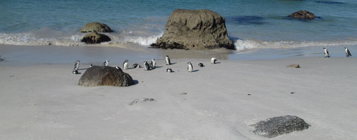 Voyage en Afrique du Sud en famille – Le Cap et la Route des Jardins