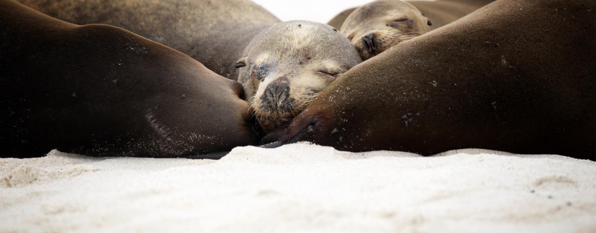 Voyage aux Galapagos avec vos enfants
