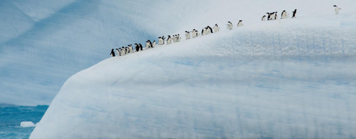 L’Antarctique, le « Continent Blanc » à bord du Ponant