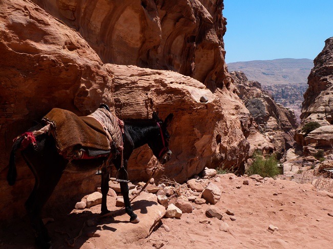 L’essentiel de la Jordanie en circuit privé avec chauffeur